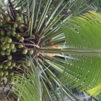 Cycas